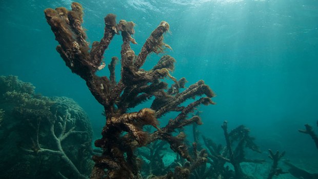 Corals near Lizard Island. (XL Catlin Seaview Survey)