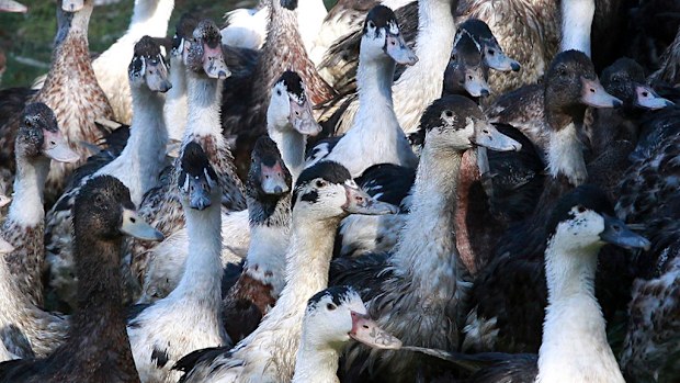 A ministry statement said the idea is to "quickly kill the species most affected" by the virus. (AAP)
