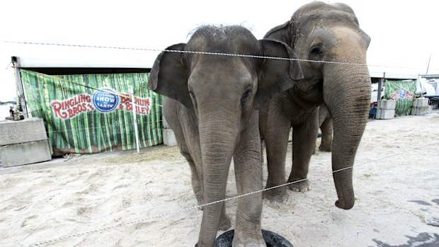 The circus will end its elephant performances in May. (AAP)