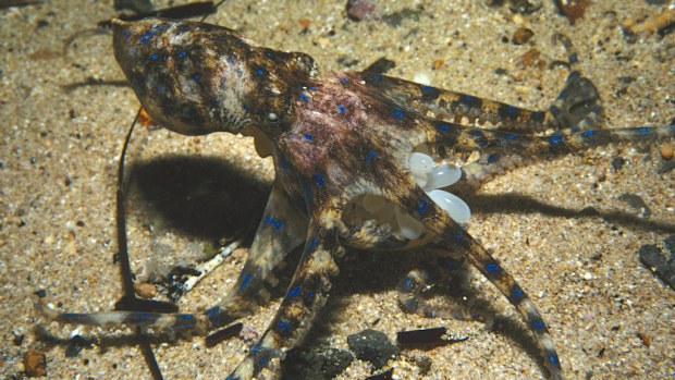 American researchers are developing a new kind of camouflage inspired by the octopus. (Getty)