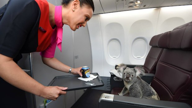 He's not fond of lemonade, but it doesn't stop him enjoying first class. (Qantas Facebook)