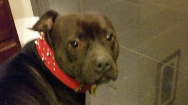 Five-year-old pup Bailey was stolen from a home in Melbourne's south east yesterday.