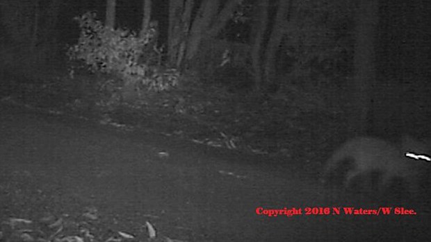 The Tylacine Awareness Group believes video captured in Western Australia in 2013 may show the extinct Tasmanian tiger. (Wendy Slee)