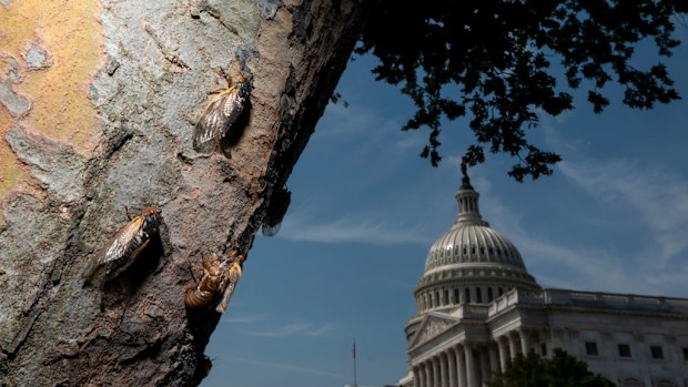 Cicadas climb up the side of a tree at the US Capitol in Washington. Billions of Brood X cicadas have begun to emerge after living underground for 17 years. 