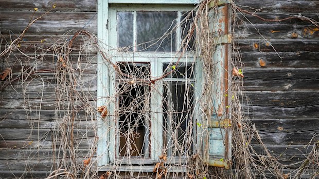 A window of an abandoned house is covered with thickets close to the Chernobyl nuclear power plant.