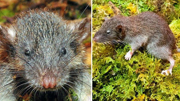 The slender rat. (Dr Kevin Rowe)