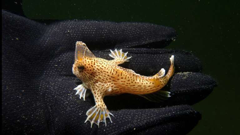 Scientists Consider Captive Breeding Program For Enigmatic Little Walking Fish