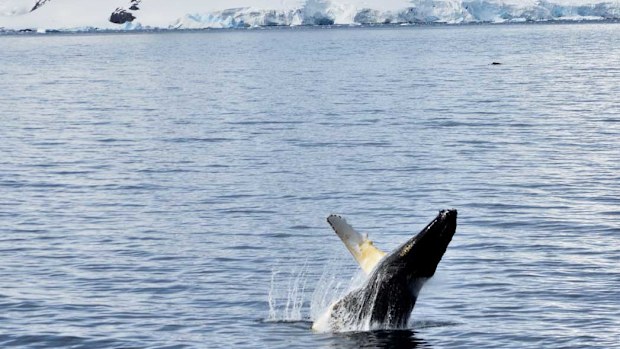 Antartica breaching humpback whale