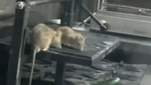 Disturbing video footage has emerged of two large rats eating off the stove in the kitchen of an Adelaide pub.