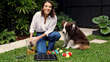 Dr Katrina Warren and her dog Chilli with some enrichment games using food