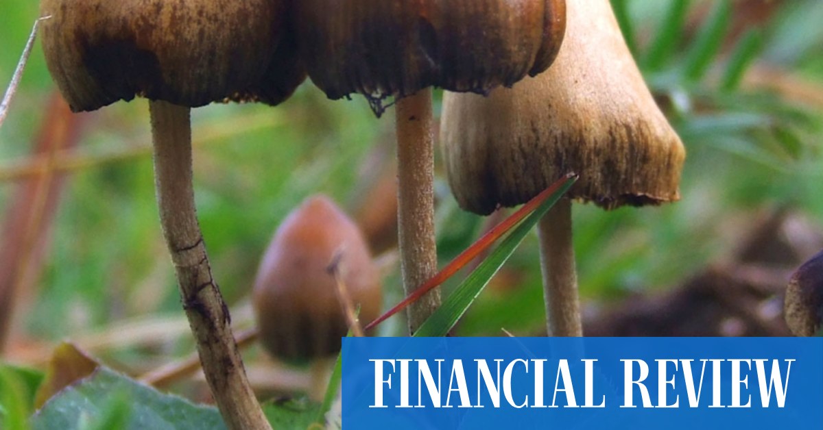 Psychedelic biotech Psylo raises first funds - Vimarsana News