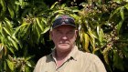 Kununurra farmer Lachlan Dobson says hundreds of tonnes of bananas and grapefruit will soon drop to the ground.