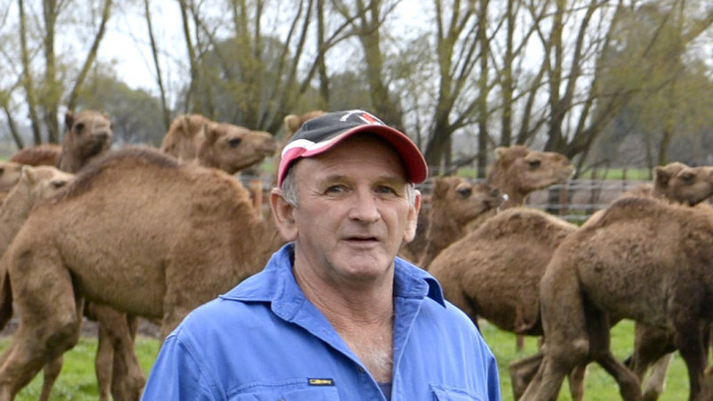 Interview with a kill buyer: how racehorses end up as meat