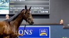 Tom Magnier bought lot 606 for a record-breaking $2.7m at the Magic Millions sales last year. 