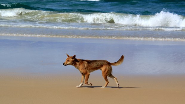 A three-year-old child has been bitten by a dingo on K'gari, an Island off Queensland's south-east coast. 