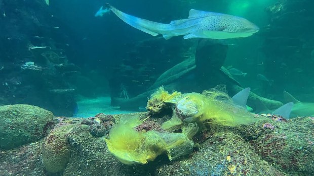 Zimba is seen inspecting a clutch of recently laid eggs at Sea Life Sydney Aquarium.