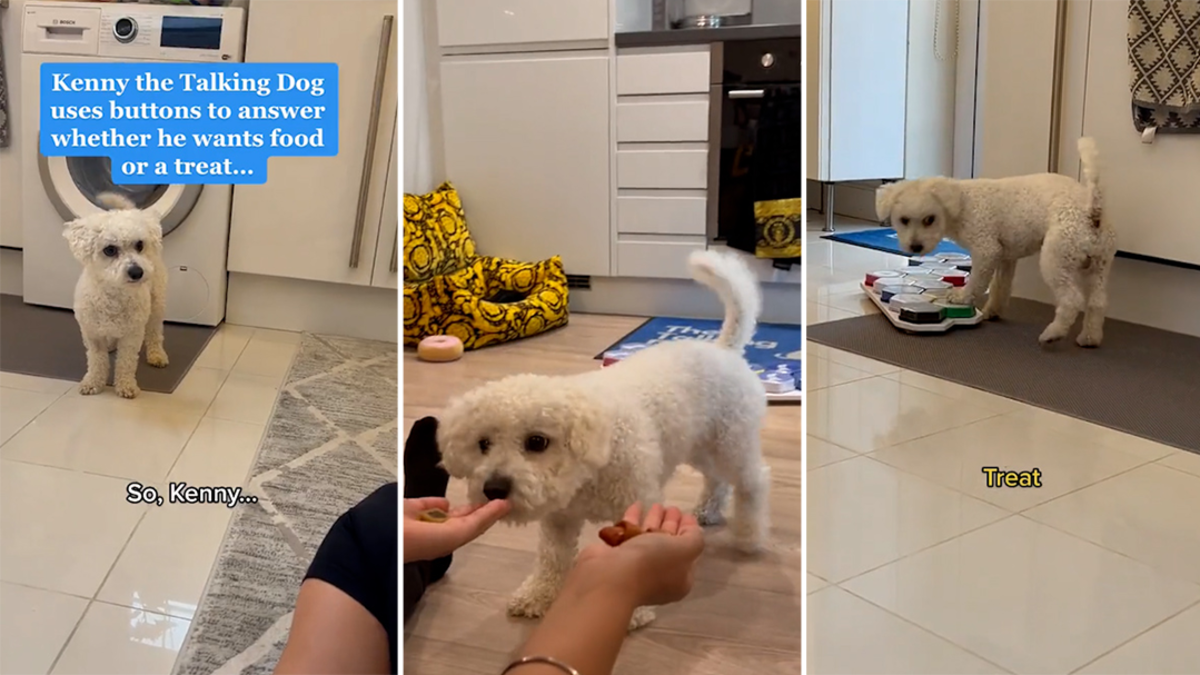 'Talking dog' tells owner what he wants to eat in impressive viral ...