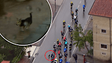 A stray dog wondered into oncoming traffic causing a stunning crash.