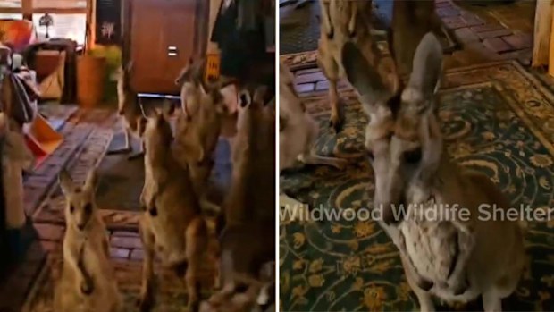 A wildlife rescuer gathered 20 kangaroos inside her house as bushfires approach her sanctuary.While amusing, the footage shows the horror faced by locals and animals in the Grampions of Victoria.