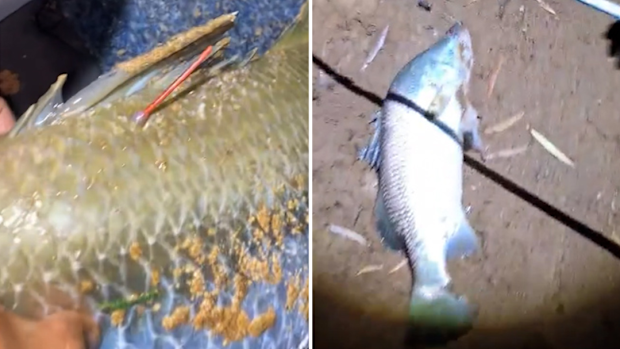 Million Dollar Fish