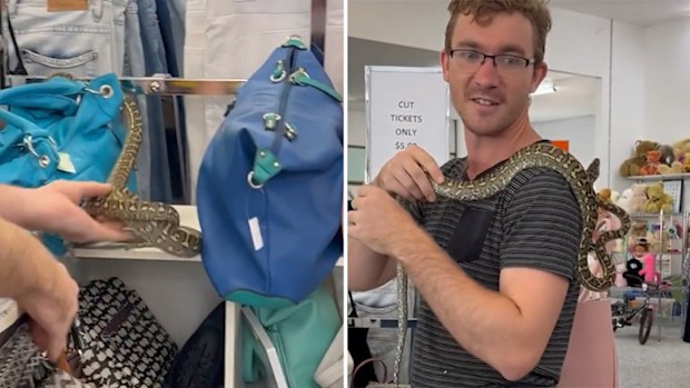 You never know what you might unearth in a charity shop - but bargain hunters in Brisbane had an unusual find when they spotted a python in the handbag section.The slithery discovery was unearthed at the shop in Capalaba in Redland, east of Brisbane.