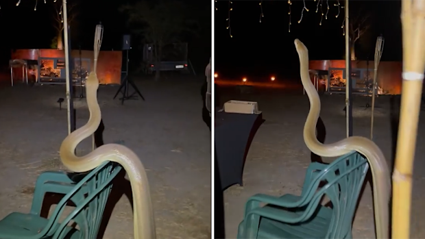A five-metre long python has crashed a gourmet outback dinner in Western Australia in an appearance that took event organisers by surprise.