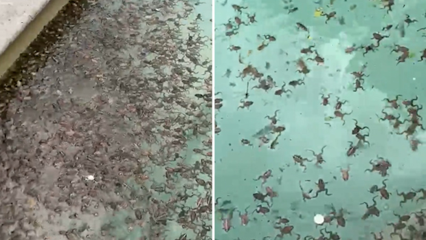 Thousands of frogs are breeding in a swimming pool near Wagga Wagga.