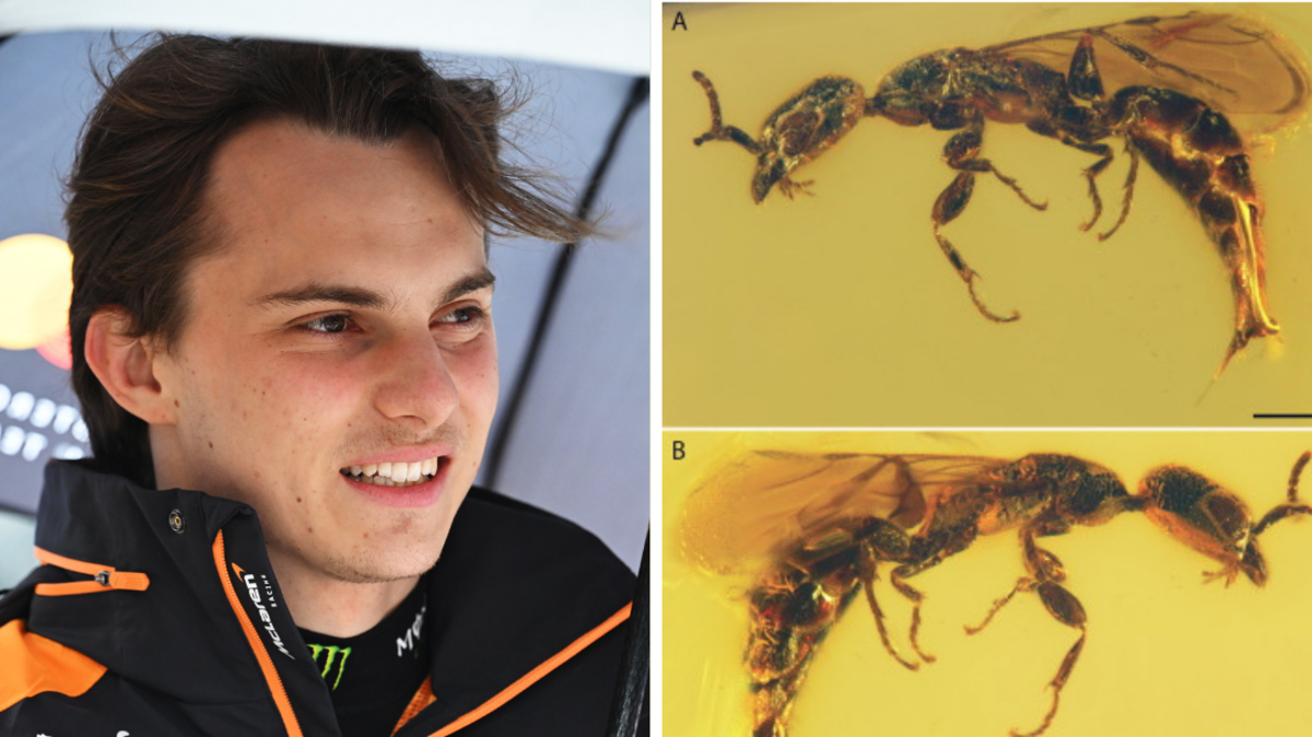 ‘Wasn’t expecting that one’: Ancient wasp named after Piastri
