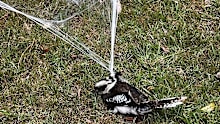 The kookaburra was spotted ensnared in fake cobwebs used as a Halloween decoration in Wahroonga, Sydney.