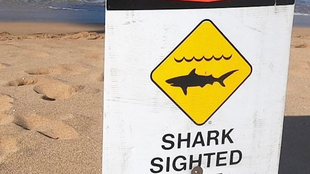 Shark Attack