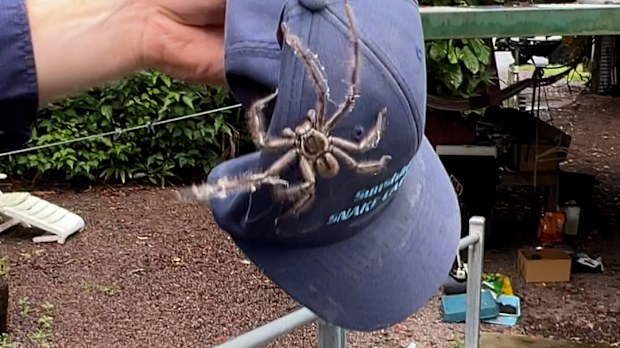 The Sunshine Coast Snake Catchers owner didn't expect to find was "one of the biggest spiders" he has ever seen in his career.
