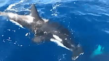 Daniel Kriz  said two young orcas bit the rudder off, while adults "monitored" them. 