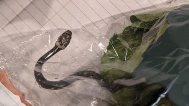 Snake in bag of Aldi lettuce