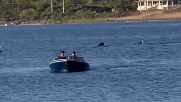 A monster-sized shark has been spotted off the US coast in the state of Rhode Island. The 20-foot (6 metre) shark was caught on video by local Jen Seebeck on Memorial Day weekend, before it was posted to the Atlantic Shark Institute's social pages. 