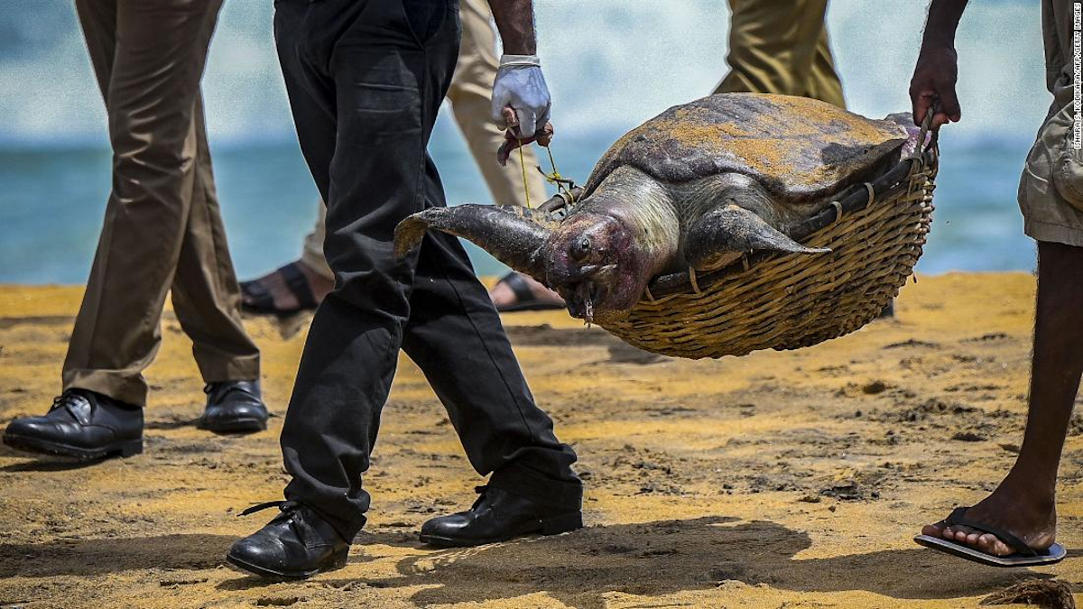 X-Press Pearl: Dead turtles and waves of plastic show Sri Lankan ship ...