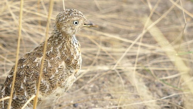 There are believed to be less than 1000 Plains-wanderers left in the wild.