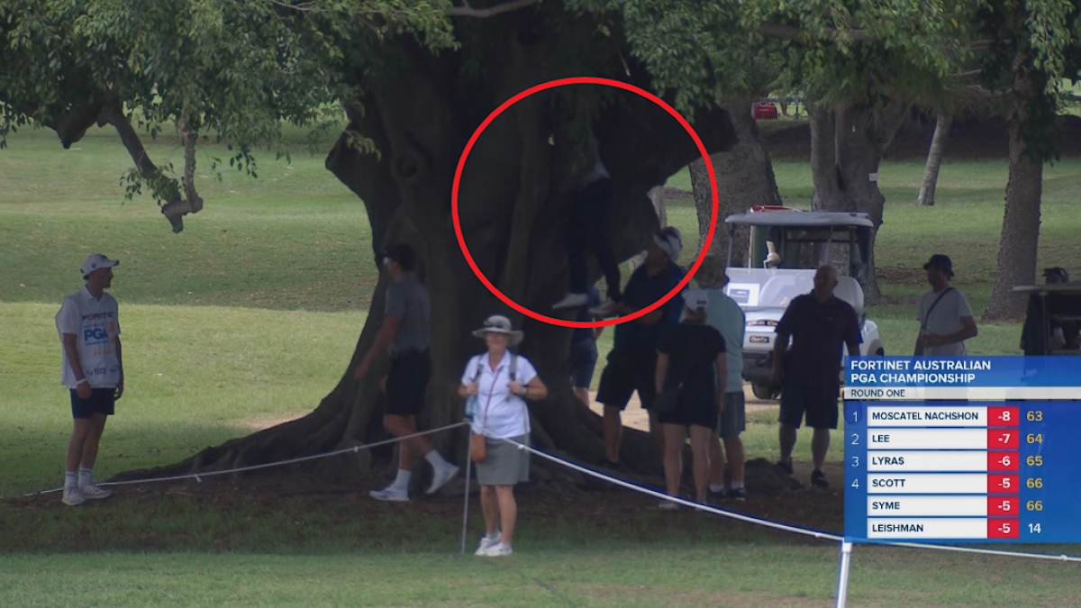 Golf News 2023: A ball stuck in a tree at the Australian PGA ...