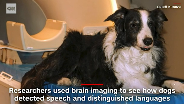 Researchers use brain imaging to see how dogs detected speech and language.