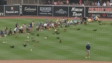 Wisconsin weiner dog race