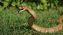 Eastern brown snake venom can be deadly to humans.