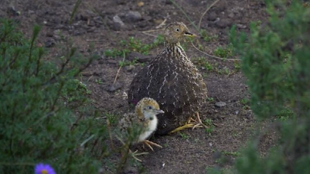 The plains-wanderer bird was rediscovered roaming in Melbourne's west after AI call recognisers picked up its distinct calls in the state's Volcanic Plains. 