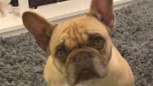 Roxie French bulldog