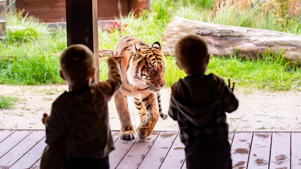 Taronga Zoo: Small children watch a tiger from behind a glass enclosure