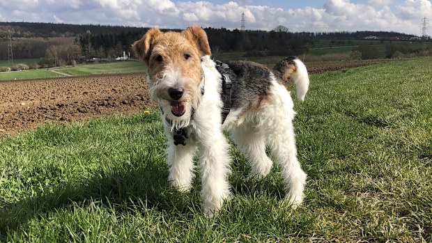 Fox terrier dog