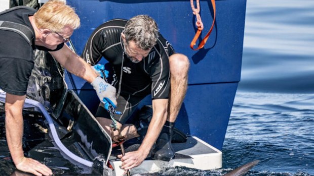 Crown Prince Frederik helps tag tuna