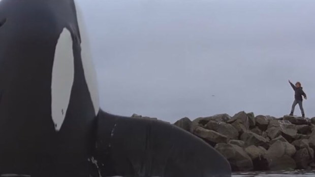 Free Willy  Jason Richter
