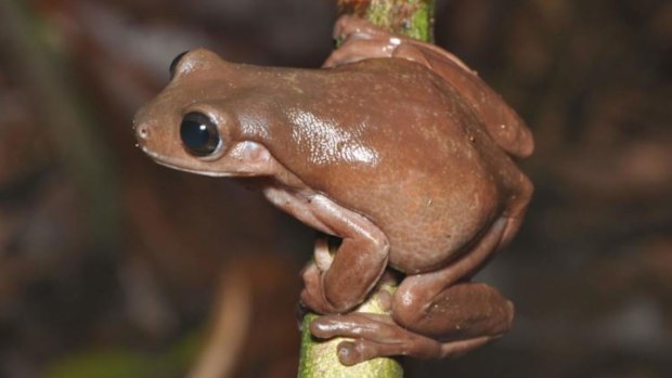 Chocolate tree frog