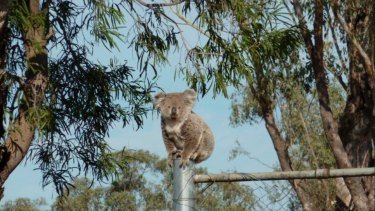 Koala National Parks Needed Before It Is Too Late