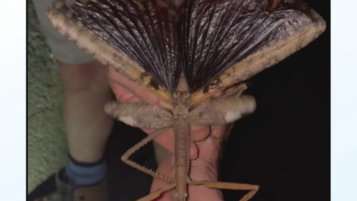 Monster stick insect found in Queensland identified as new species ...