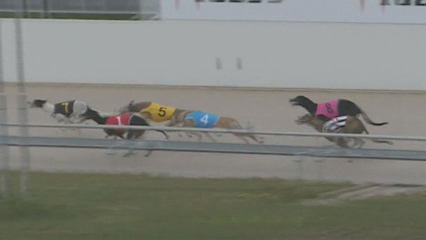 South Australia greyhound racing